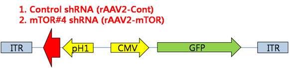 ( 그림 39) sca A V2-mTOR shrna 벡터시스템 mtor shrna가발현되는 scaav2 virus를생산하기위해 PEI를이용한방법과 CaP 이용한방법을모두이용하였음.