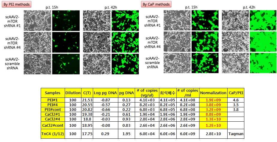 ( 그림 40) sca A V2-mTORshRNA virus 의 virus 생산량 scaav2-mtor shrna에의한 mtor 발현저해효과분석을위해선 scaav2-mtor shrna를 HeLa cell 에감염시킨후 2일, 4일, 6일에각각세포를거두어