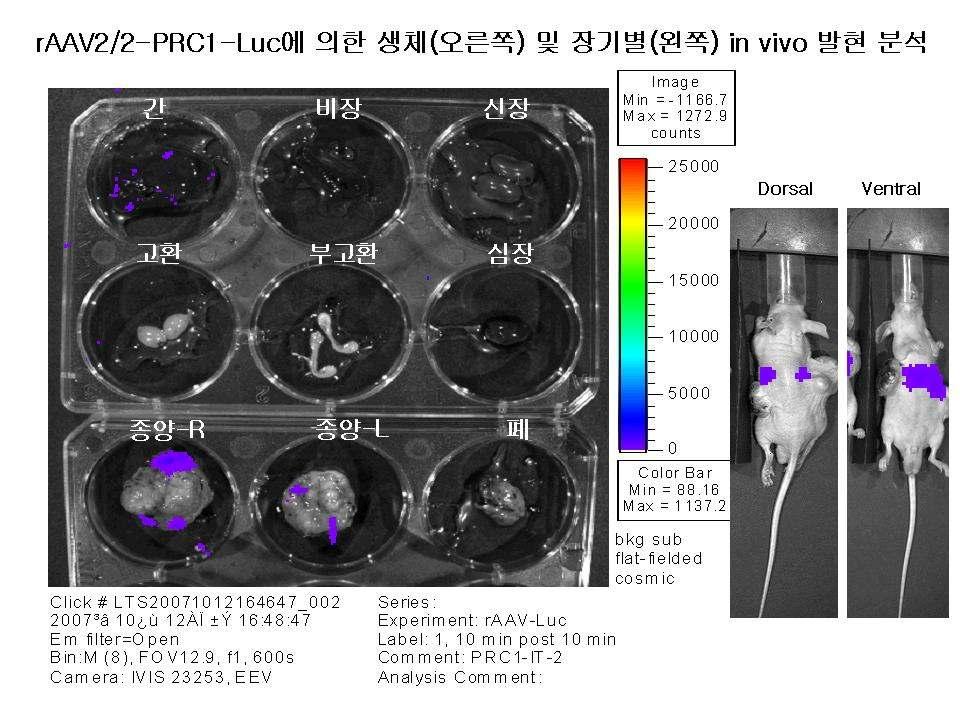 ( 그림 48) I n vivo distribution of raav2-prc1-luc vectors in HeLa-implanted nude mice HeLa 암세포를이식한누드마우스에 PRC1 wild type 프로모터이외에 deleted mutant 프로모터만을 (M1~M4) 포함한 raav2-luc 벡터 3x10 11 virus ge