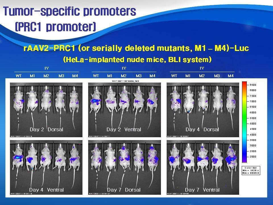( 그림 49) I n vivo distribution of raav2-prc1(or M1-M4)-Luc vectors in HeLa-implanted nude mice HeLa 암세포를이식한누드마우스에 raav2-cmv-luc 벡터 3x10 11 virus ge