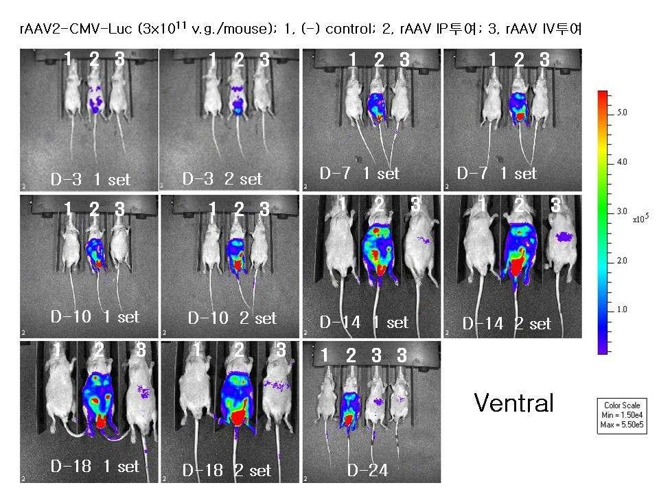 ( 그림 50) I n vivo distribution of raav2-cmv-luc vectors in HeLa-implanted nude mice monitored by a Xenogen IVIS BLI system (Chungbuk National