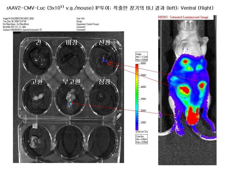 Dual targeting ra AV2-Luc 벡터의암조직특이적발현및 in vivo 프로모터활성분석 PRC1과 M1~M4 의암조직특이적인발현을세종류의암세포주에서확인한후, 생체내에서의조직특이적인발현및프로모터활성을분석하기위해, HeLa 혹은 A549 세포 (1.