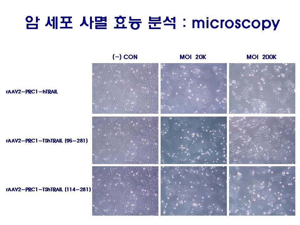 ( 그림 61) Relative cell deaths in HeLa cells infected with raav2-prc1-htrail, TShTRAIL(95-281) or
