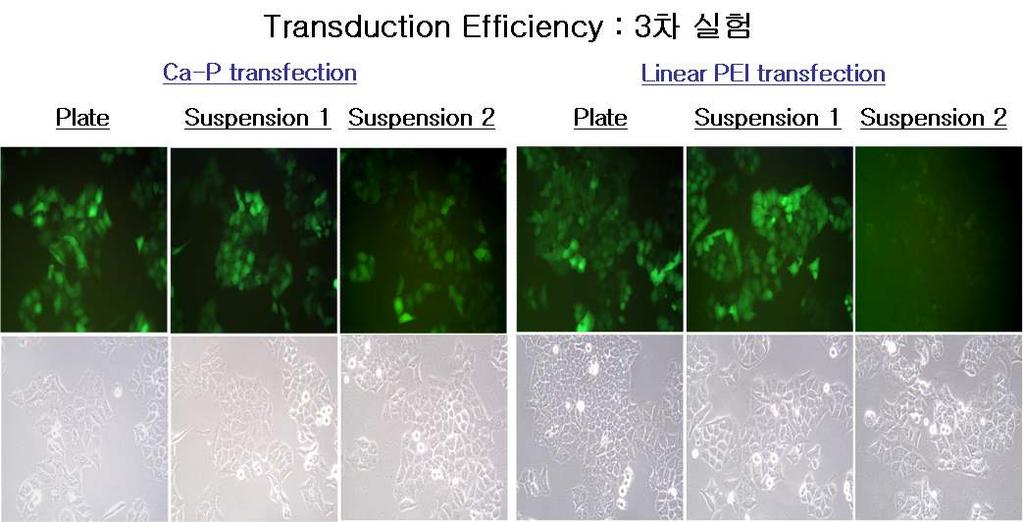 ( 그림 77) Production and infection efficiencies of raav2-cmv-gfp vectors from 293T cells ( 그림 78) Production and infection