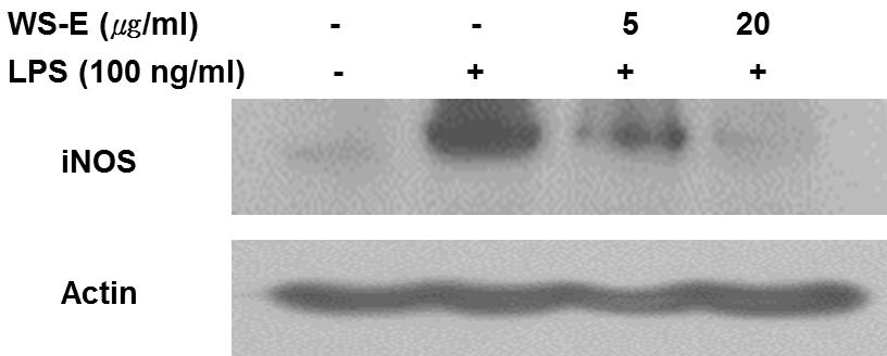 342 생명과학회지 2016, Vol. 26. No. 3 대한 WS-E의 NO 생성억제는 NO 생합성효소인 inos의세포내발현억제에의한것으로사료된다. Fig. 4. Inhibitory effect of WS-E on NO production from LPSstimulated RAW 264.7 macrophages.