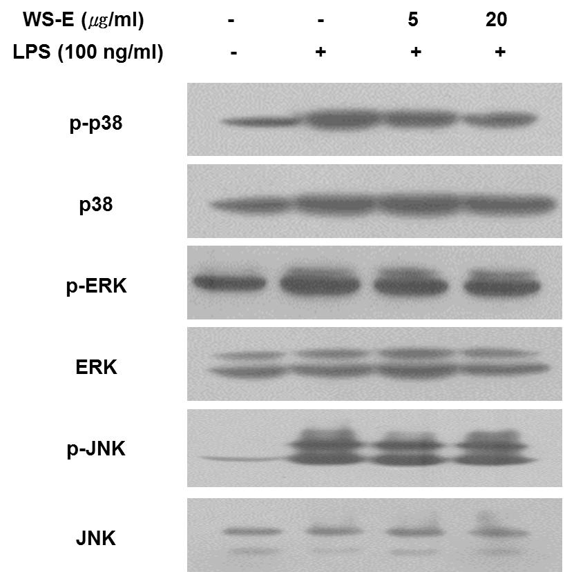 Phosphorylation of p38, ERK, and JNK was determined by Western blot. This result is the representative of almost same results from two independent experiments.