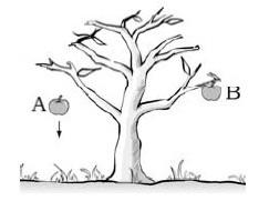 그림은나무에서떨어지고있는 사과 A와매달려있는사과 B 를 나타낸것이다 A와 B의질량은 같다 A, B 에작용하는힘에대한설 명으로옳은것만을 에서 있는대로고른것은?
