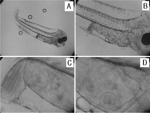 Fig. 7. Confirmed rotifer trophi in the gut of early flat fish larvae. A; opened mouse flat fish larvae ( 40 magnification). B; gut of flat fish larvae ( 100 magnification).