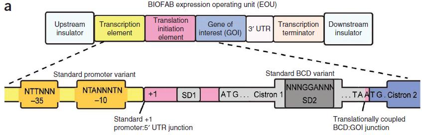 Gene expression optimization: Synthetic promoter and BCD Promoter GFP (a.u) RFP (a.u) RFP/ GFP P1 463.87 1489.77 3.21 P2 117.45 758.61 6.46 P3 634.54 1419.27 2.24 P4 57.63 173.77 3.02 P5 546.55 1341.