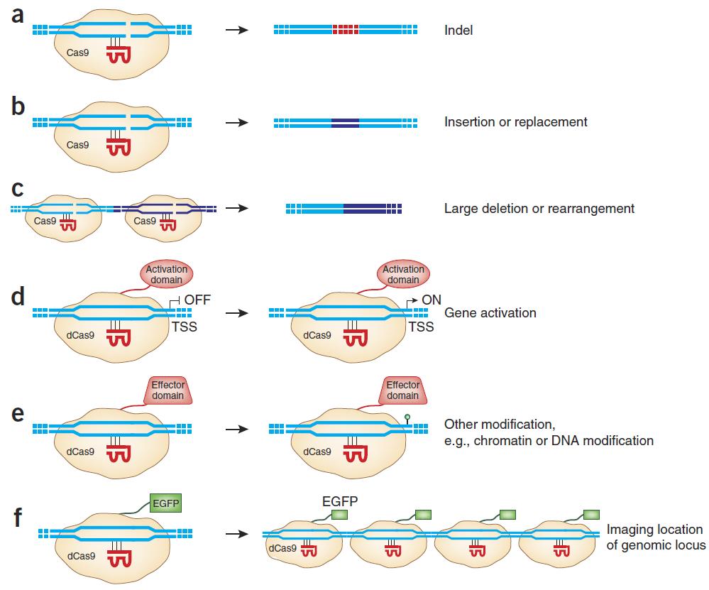 CRISPR Applications of CRISPR-Cas9