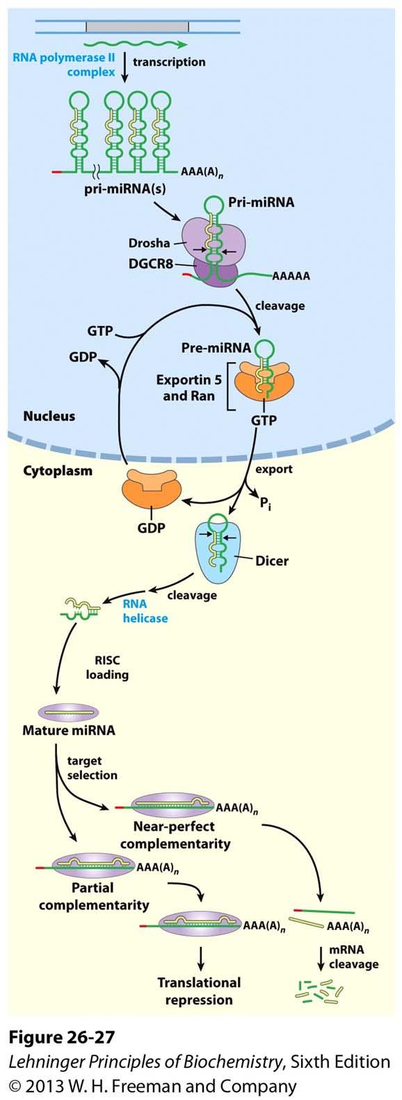 How mirnas are