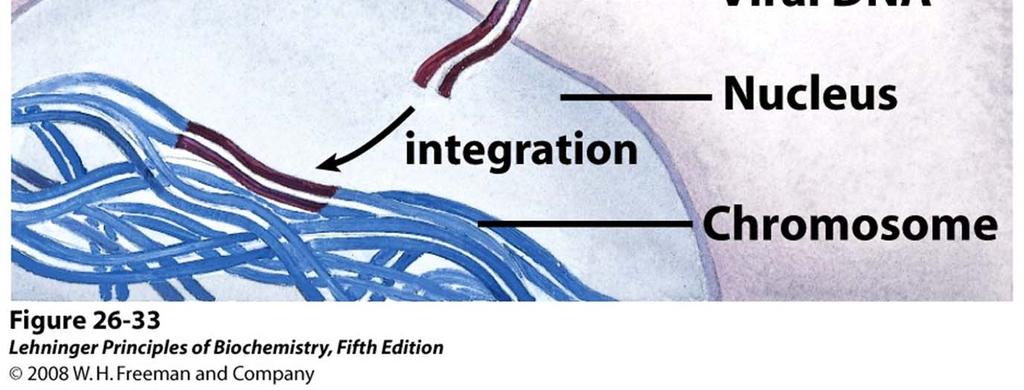 mammalian cell and integration