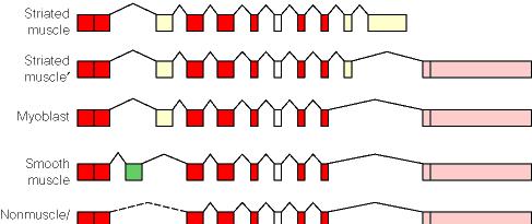유전자복제수변이 (Copy Number Variations) Reference 유전체와비교하여 copy number의차이를보이는 1kb의 DNA 조각 유전자의삭제