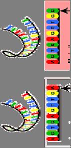 enetic Variations enetic Variation( 유전자변이 ) 유전자변이는사람의 46개염색체각각에서나타날수있지만, 모든염색체에서고르게나타나는것은아님.