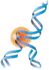 2) Topoisomerase inhibitors Topoisomerase Regulation of DNA supercoiling Topoisomerase inhibitors 종류