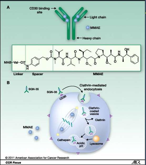 Brentuximab (Adcetris ) Chimeric monoclonal antibody to CD30 ADC (Ab-Drug Conjugate) 적응증 Hodgkins disease 부작용 Neutropenia,