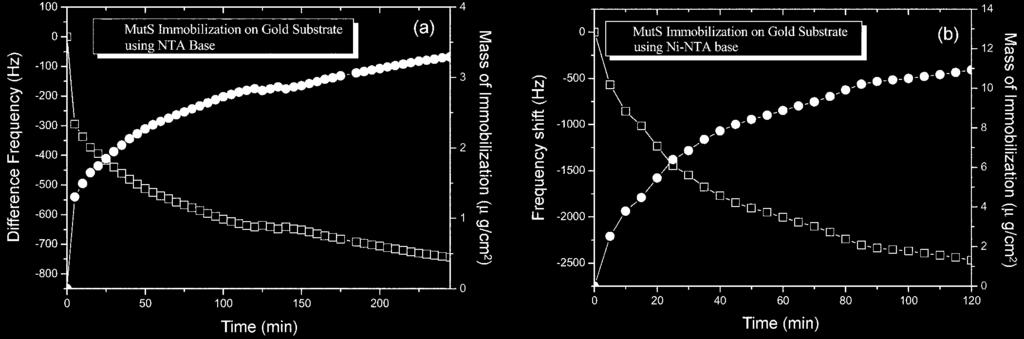 kr q p ˆ Ž vp r 169 Fig. 5. The results from the changes in the vibration frequency for the passage of time, and the mass changes of the MutS protein. Fig. 6.