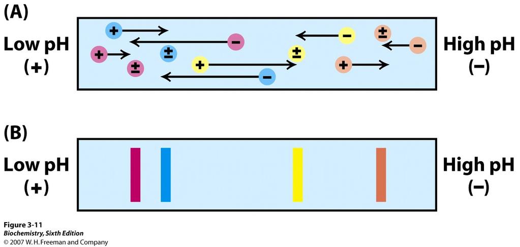 (2) 등전점전기영동 (Isoelectric focusing) - 등전점 (isoelectric point; pi): t 단백질의알짜전하가 0 이되는 ph.