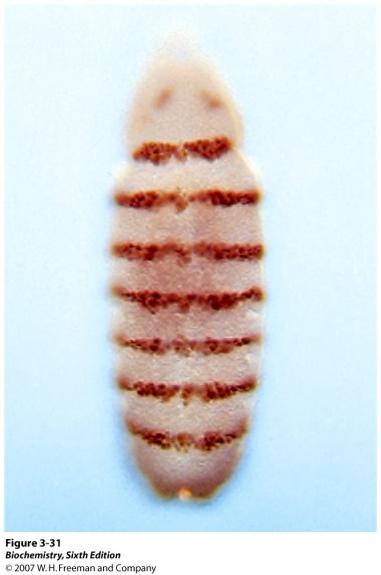 2. 단일클론항체 (Monoclonal antibody)