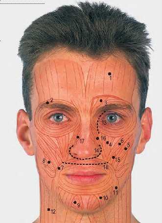 14 Mental foramen ( 나 ) Anterior aspect of the face: muscles and incisions 1 Frontalis 2 Orbicularis oculi 3 Corrugator 4 Levator labii