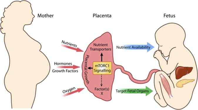 (1) synthesizes glycogen, cholesterol and fatty acids ( 가 ) serve as sources of nutrients and energy for the embryo and fetus 나 ) transport (1) The transfer of maternal antibodies (mainly IgG) ( 가 )