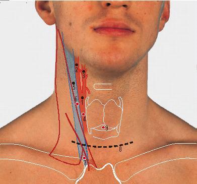 6 Condyle of mandible 7 Coronoid process of mandible 8 External acoustic meatus 9 Mastoid process (2) neck ( 가 ) Carotid arteries, internal jugular vein and
