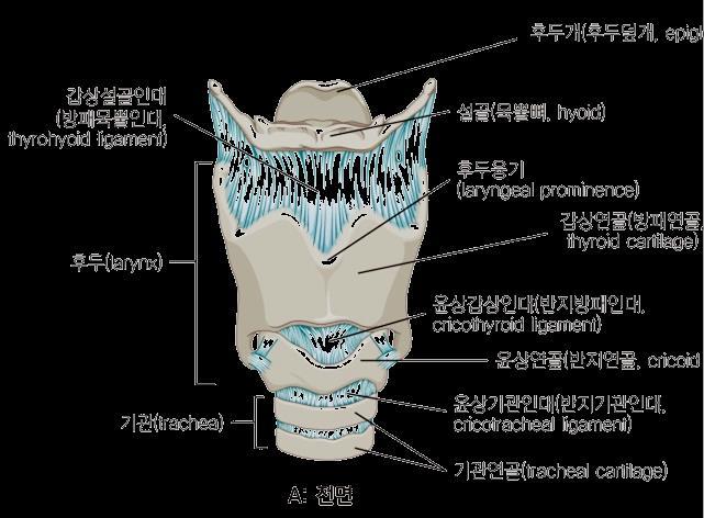 cricoid cartilage) 3) 후두개연골 ( 후두덮개연골, epiglottic cartilage) 2.