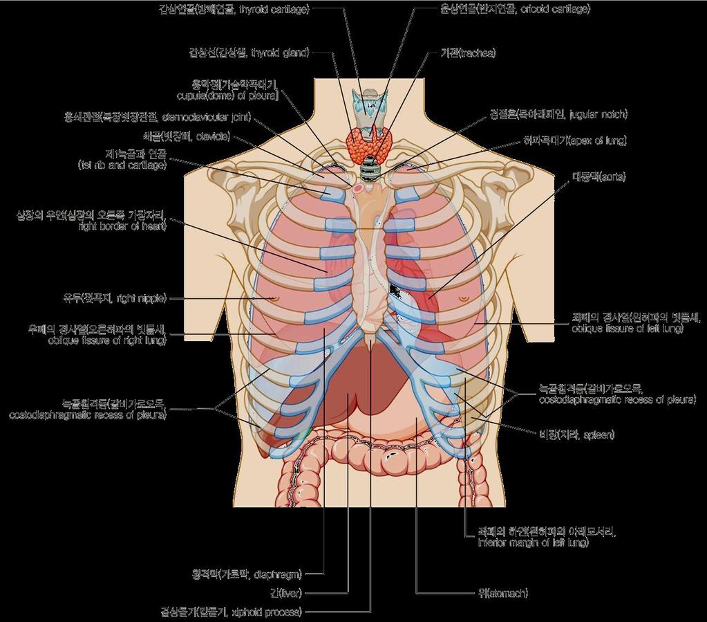 폐 ( 허파 ) 의위끝은뾰족한폐첨 ( 허파꼭대기, apex) 을이루어쇄골 ( 빗장뼈, clavicle)