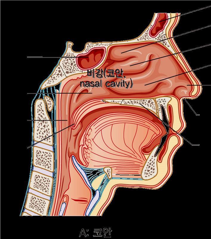 1. 비강은앞아래쪽의외비공에의하여바깥과연결되고, 뒤쪽의후비공 ( 뒷코구멍, choana) 에의하여비인두 ( 코인두, nasopharynx,