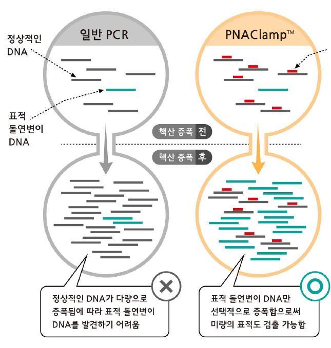 2) PNAClamp DNA 와의결합력이높은 PNA 소재의 클램핑프로브활용 고민감도동반진단제 파나진의 PNAClamp 는정상적인 DNA에만결합하여증폭을억제하는 PNA 클램핑프로브 (Probe) 를사용함으로써표적돌연변이 DNA 만을선택적으로증폭, 미량의표적도검출가능하게구현한제품이다.