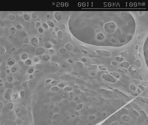 SEM photographs of the membrane having HPC as membrane binder, membrane surface before dissolution, membrane cross section before  해 분사된 후