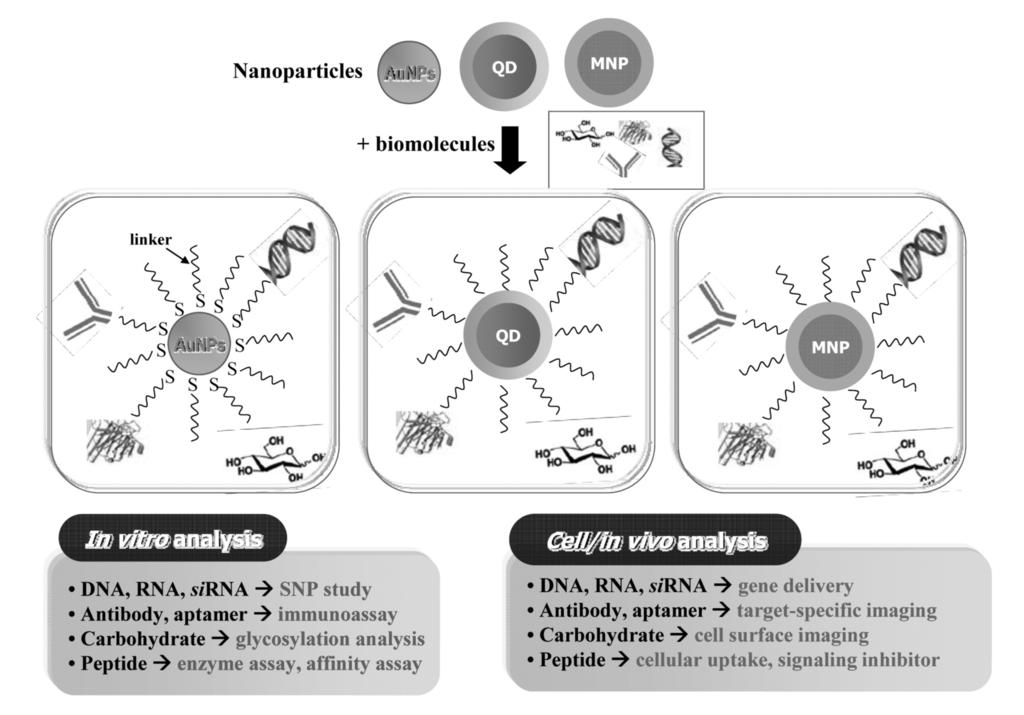 그림 2. 나노입자와생체분자간의결합및이를이용한생물학적응용연구들 형광감쇄효과가매우미약하게일어나기때문에세포이미징및모니터링에사용되고있다 (6).