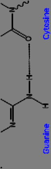 시스테인, 메티오닌 ), 바이오틴, thiamine 의합성 -> 황산염 (SO 4