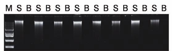 Experimental Data M S B S B S B S B S B S B S B S B Figure 1: 소고기조직시료에서추출된 genomic DNA의전기영동분석결과 M; Size marker (1 kb DNA Ladder, D-1040, Bioneer) S;