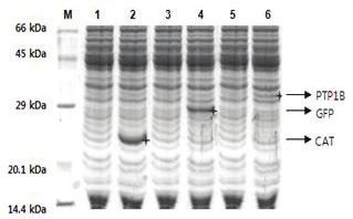 실험결과 66 kda M 1 2 3 4 5 6 45 kda 29 kda PTP18 GFP CAT 20.1 kda 14.4 kda 1. AccuRapid Cell-Free Protein Expression Kit 를이용한단백질발현 Figure 1.