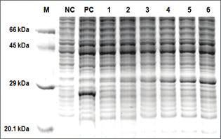 실험결과 1. AccuRapid Cell-Free Protein Expression Kit 를이용한 DNA 농도스크리닝 - sample; pk7-rfp - Reaction volume; 45 μl - Reaction condition; 30, 3 hr - Sampling; 총 20 μl ( 시료 5 μl + D.W.