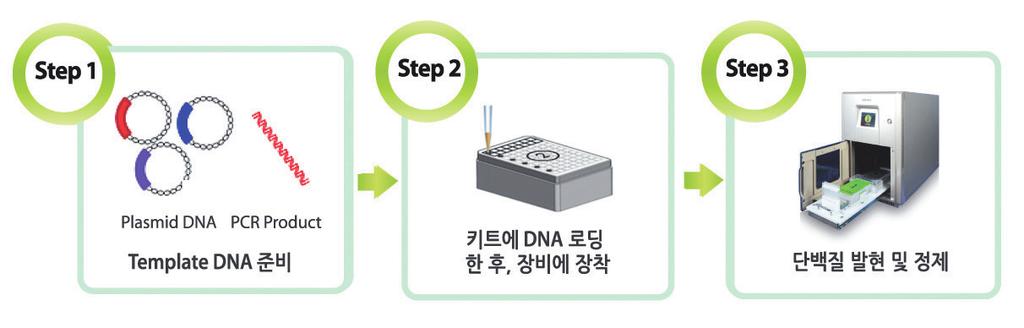 4.1. ExiProgen kits for protein synthesis (expression & purification) 4.1.1. 한번에다종의단백질들의합성여부를보려고할때 본 kit는 ExiProgen 장비에서단백질을합성할수있는 kit입니다. template DNA를첨가한 kit를 ExiProgen 에장착한후, Protocol no.