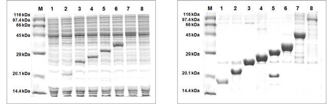 일반적으로 SDS-PAGE gel 에서확인할수있으며, 만약확인이어려운경우에는 Western blot 이나형광값측정방법등을이용하여확인하면됩니다. 실험결과 AccuRapid Protein Synthesis Kit 를이용한단백질합성 Expression sample Purification sample Figure 1.