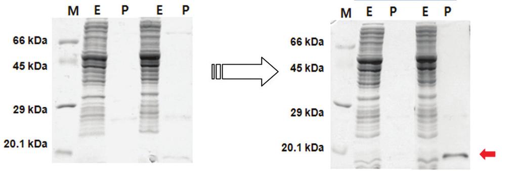 4.4. Level up of protein expression 4.4.1. Codon optimization for the maximal expression of the protein Eukaryotic gene 을무세포단백질발현방법을이용하여단백질을합성할때에는서열특이성때문에 E. coli 에서발현이잘되지않는경우가많습니다.