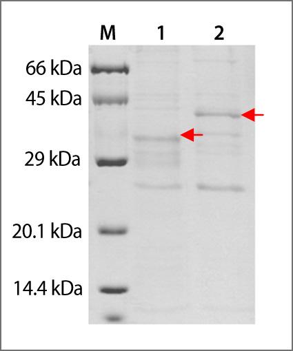 template 로하여 ExiProgen 으로단백질을합성하였습니다. 1. Gene synthesis - 바이오니아 Gene synthesis service 를이용한 E. coli codon optimized 유전자합성 2.