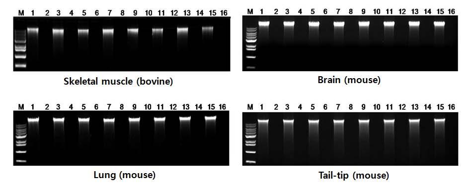 Experimental Data Figure 1: 동물조직에서추출된 genomic DNA 의전기영동분석결과 M; Size marker (1 kb DNA Ladder, D-1040, Bioneer) 홀수 lane; Extraction with mouse tissue sample 짝수 lane; Extraction with