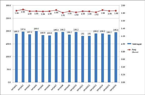 실험결과 genomic DNA 추출과정중 cross-contamination 은발생되지않았으며추출된 genomic DNA 의수율은 15~20 μg, 순도 (A260/280) 는평균 1.8 이상으로나타났습니다.