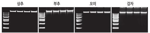 Experimental Data Figure 1: 다양한식물시료에서추출된 genomic DNA 의전기영동분석결과 M; Size marker (1 kb DNA Ladder D-1040, Bioneer), Lane 1-8; 추출된 genomic