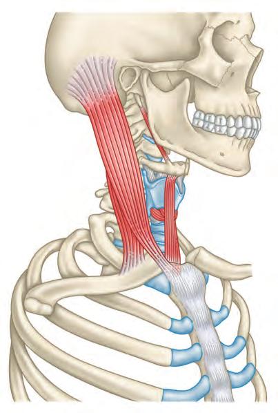 () 견갑골의오훼돌기에부착하는근육들을연결하는근막이항상존재하지만 () 이연결은우리의기계적인장연결 (mechanical tensile linkage)