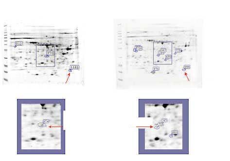 Proteomics Results-differential analysis Crude extract 2DE gel 에서나타나지않았던 spot 들이 fractionaion 을거치면서나타난다. FIGURE 9. 화살표로표시된 protein 은 crude extract 2DE gel 에서는관찰되지않은것이다.