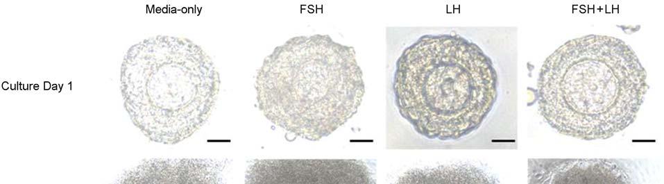 제 36 권제 4 호, 2009 김용진 구승엽 김윤영 오선경 김석현외 2 인 Figure 1. Maturation of mouse follicle during in vitro culture (Culture day 1, 400, Bar=1.