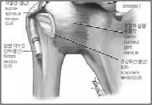 stabilizer  Injury AC joint