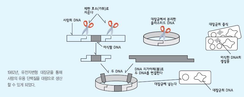 GM 미생물을이용한물질생산 특정유전자를대장균,