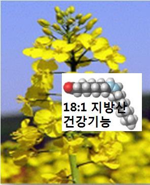 지방산올레인산을많이함유한콩