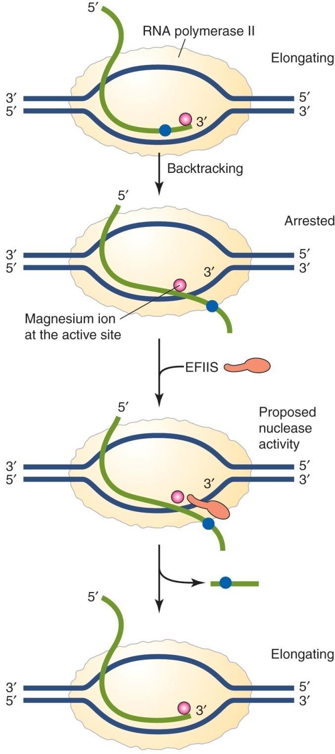 Elongation factor TFIIS reactivates arrested RNA polymerase RNA polymerase II 는 template DNA strand 를따라서일정하게이동하는것이아니라약간의앞뒤운동을하기도한다.